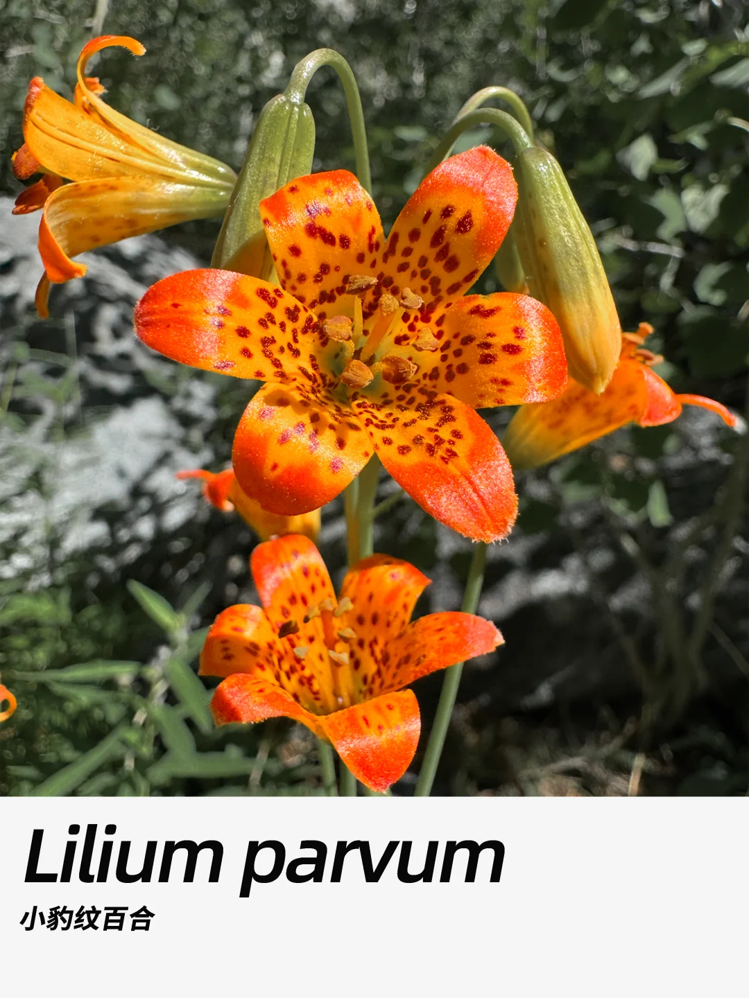 带你每天认识一种花材418｜小豹纹百合