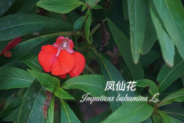 单生（非单身）的凤仙花