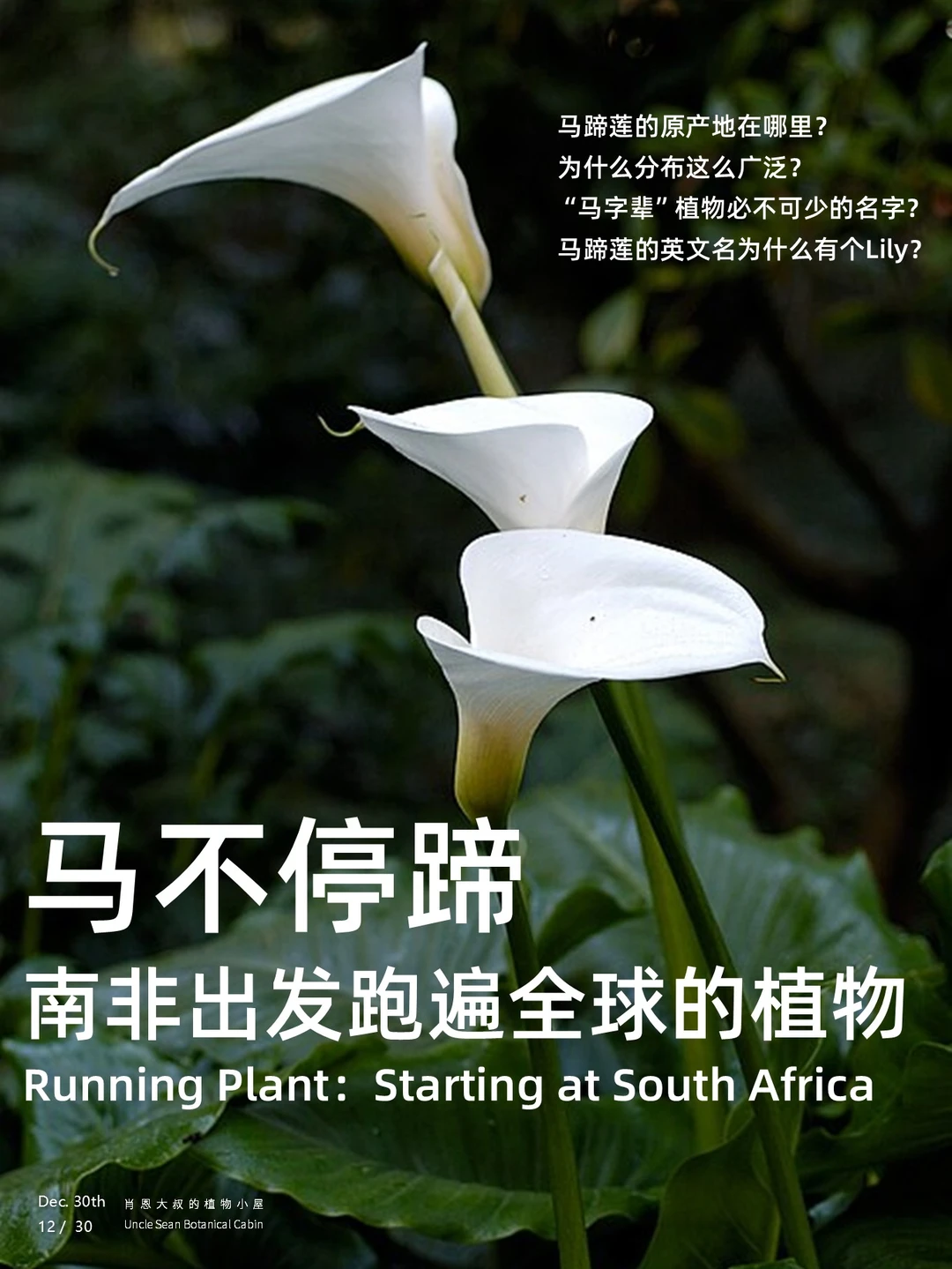 马不停蹄 | 从南非出发，跑遍全球的植物