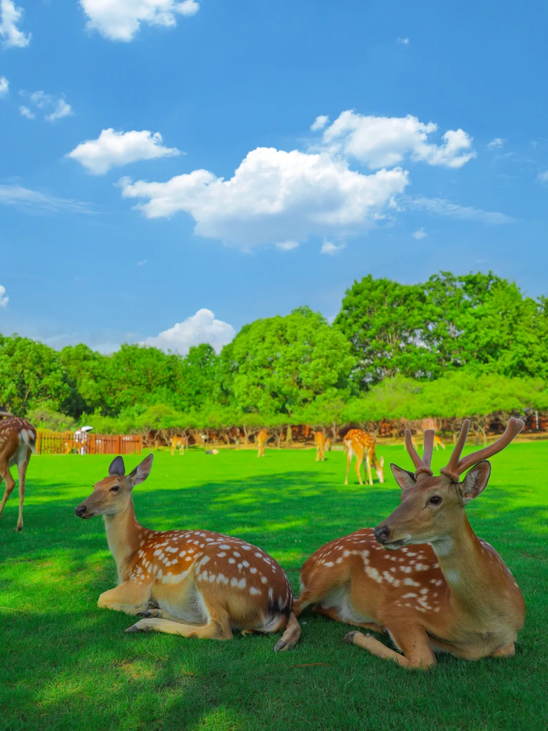 明孝陵免费得起早！（不花钱看鹿攻略）