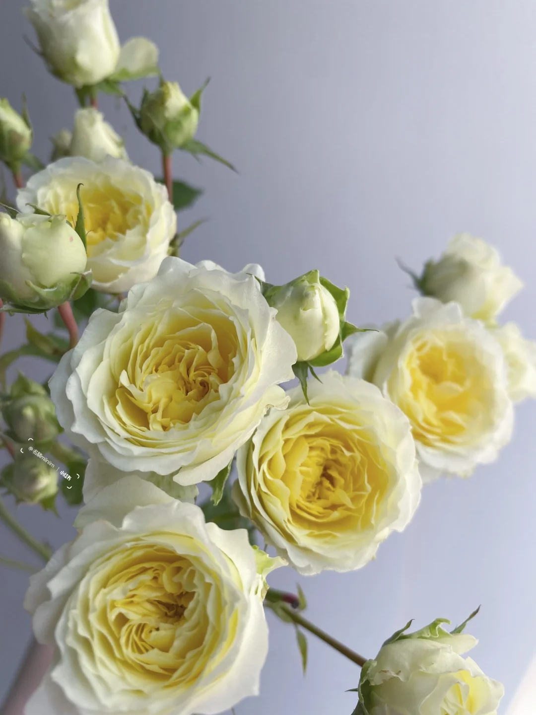 多头玫瑰｜阿莫尼如🌼温温柔柔的奶油感花材
