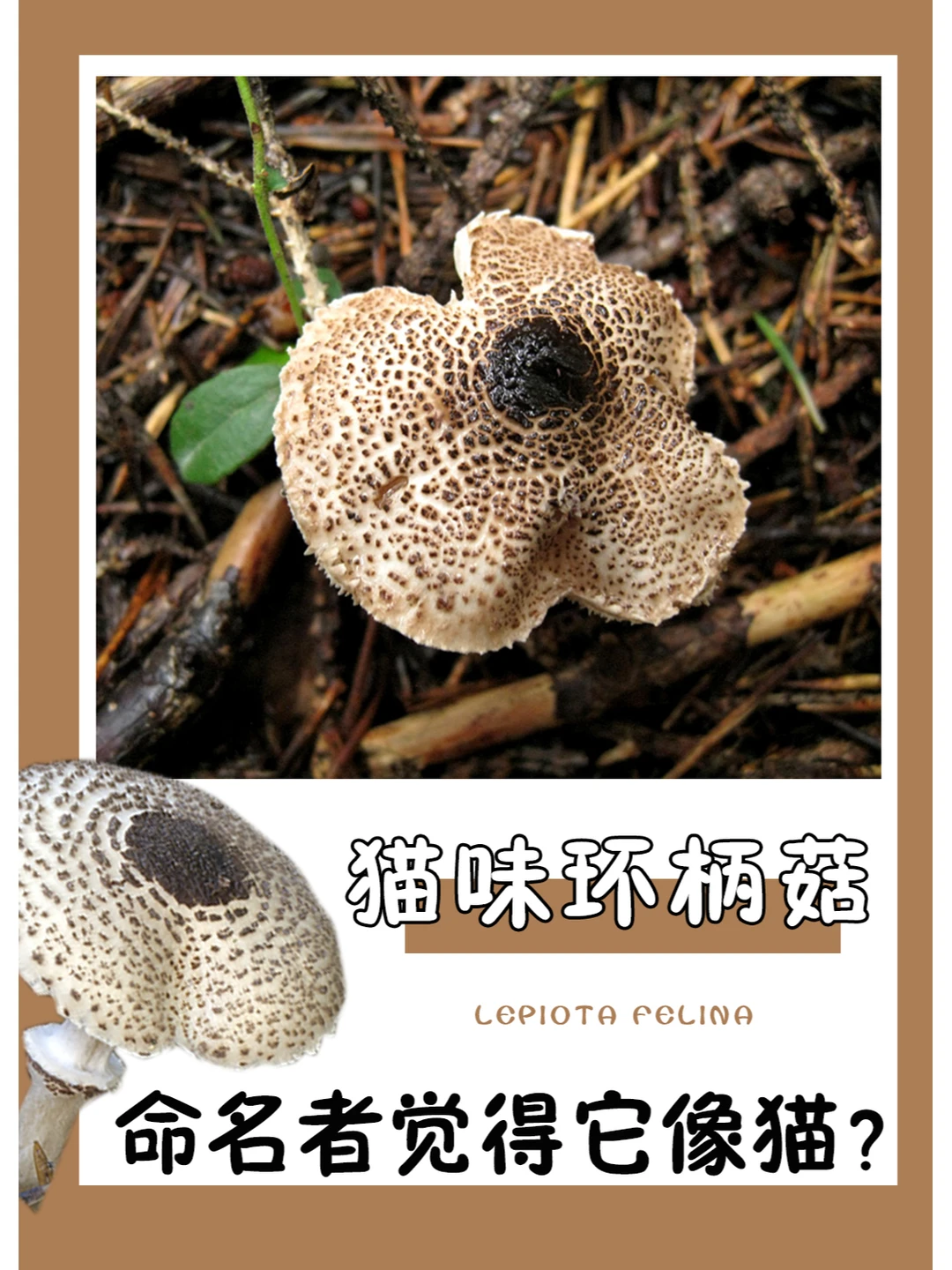 猫味环柄菇，你觉得它长得像猫吗？
