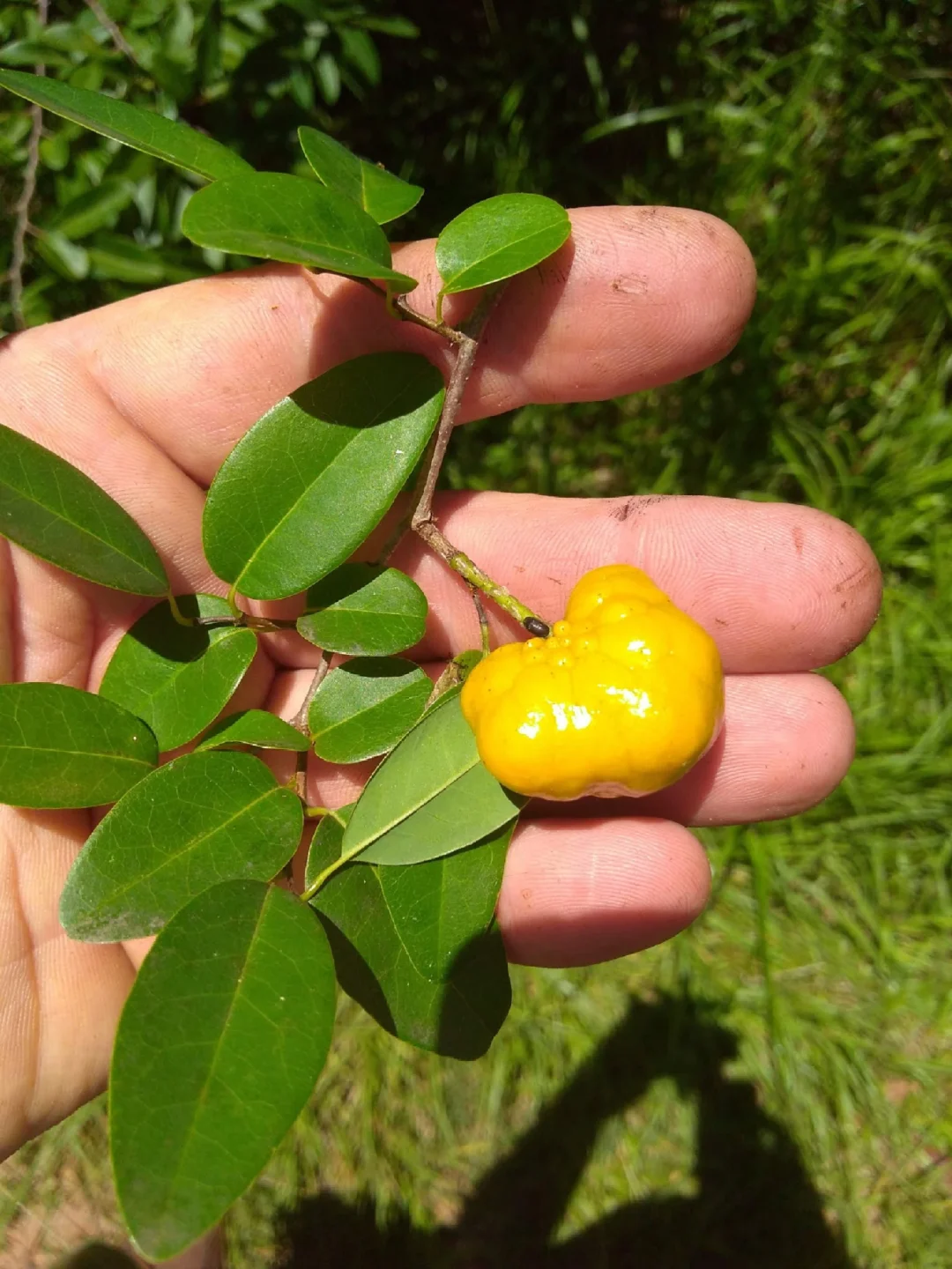 稀有迷你番荔枝Annona Emarginata