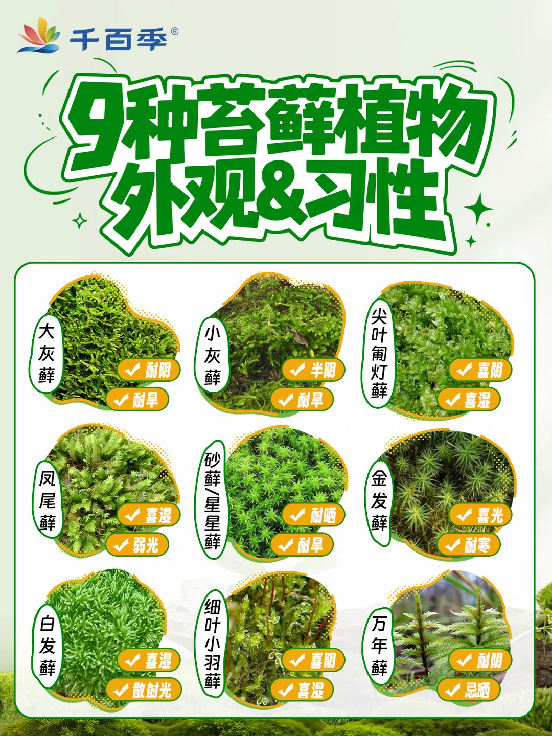 9种常用苔藓最全对比！新手养花造景别乱买