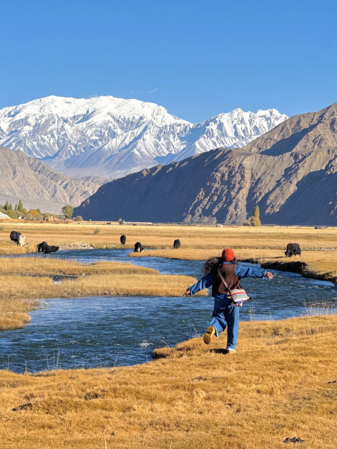 10.14金色草海实拍live🍂南疆秋日封神之作
