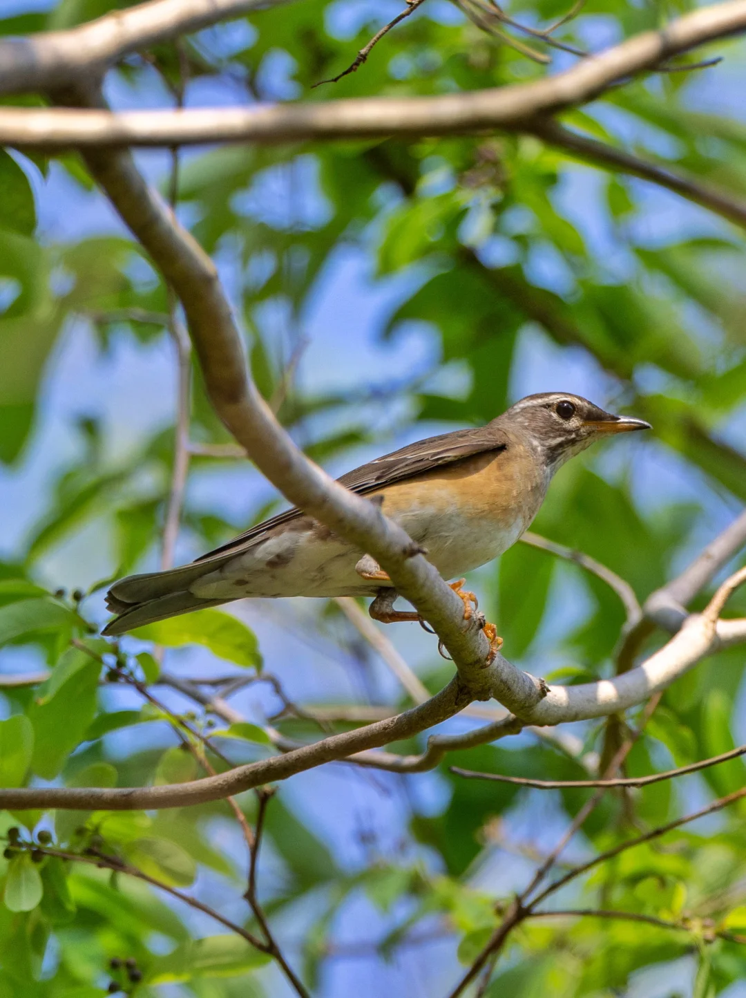 迁徙季的白眉鸫正在深圳闪现