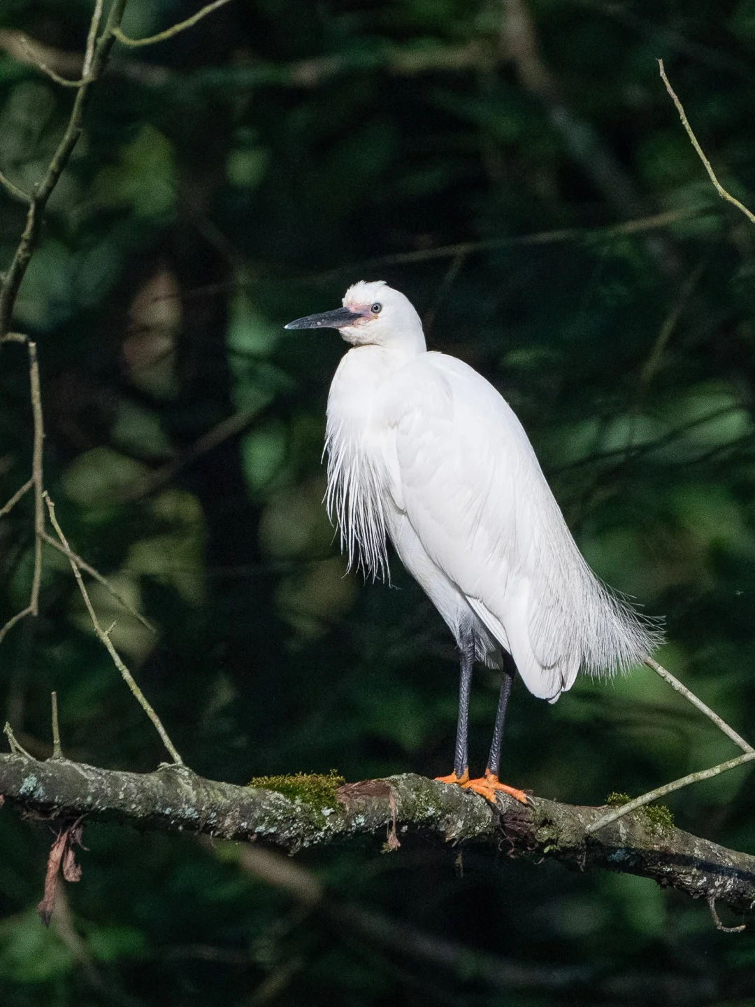 小区常见的鸟儿