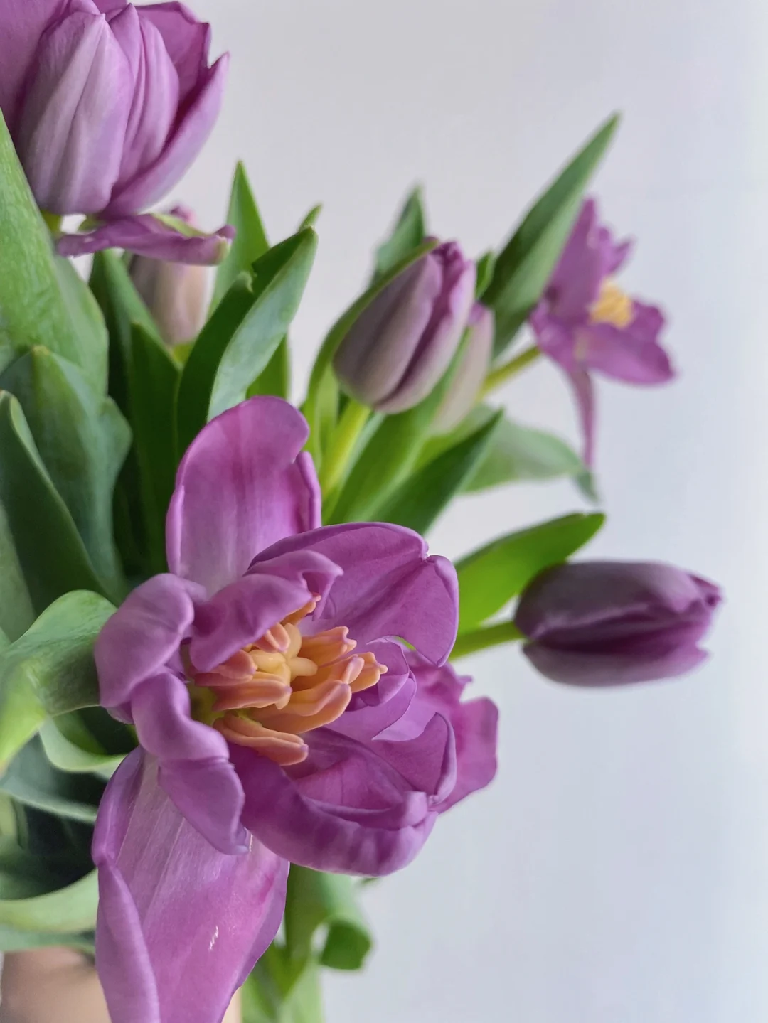 带你每天认识一种花材166｜“迷雾”郁金香