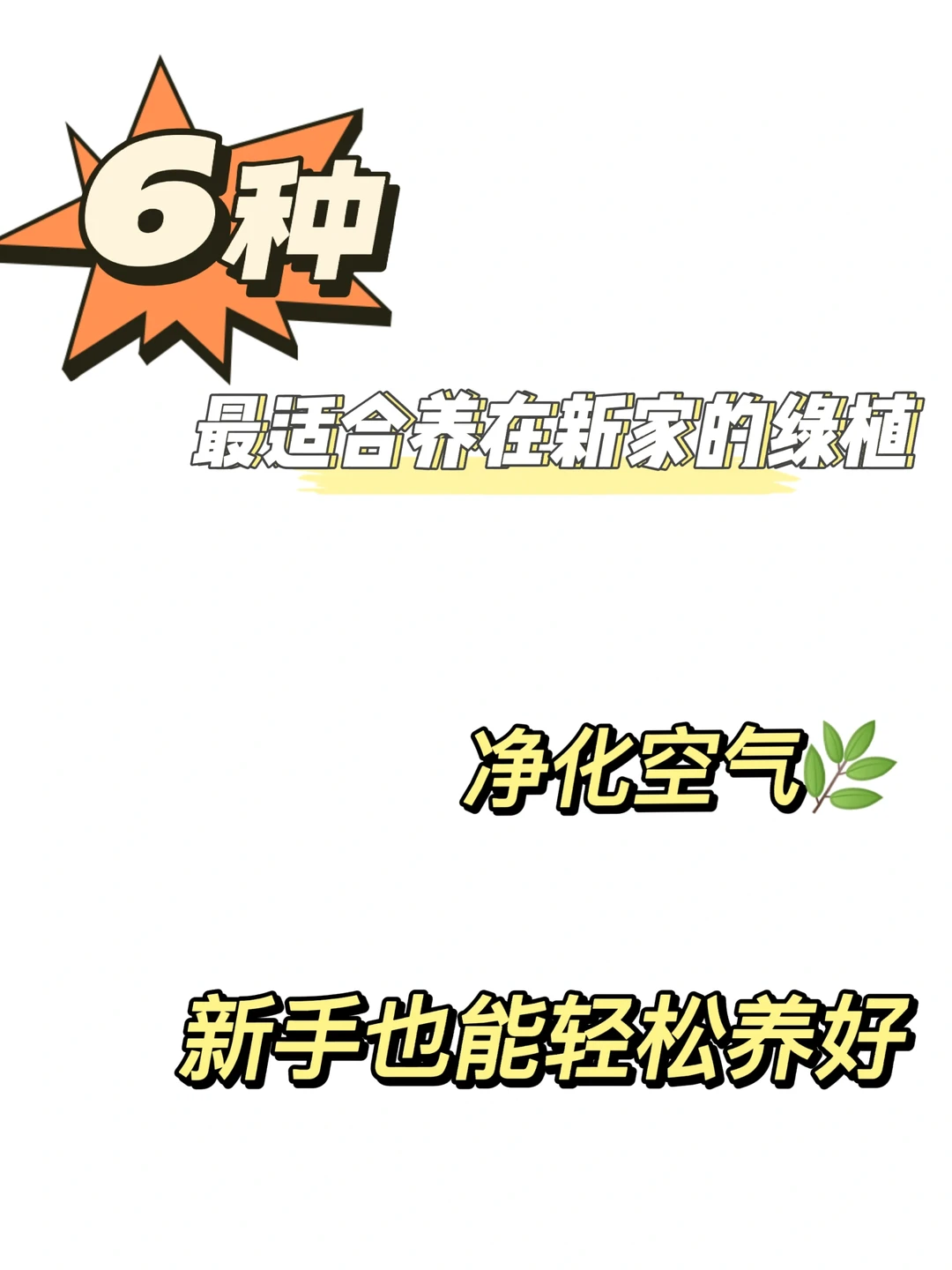 装修完毕！最适合入住新家的六种绿植🌿