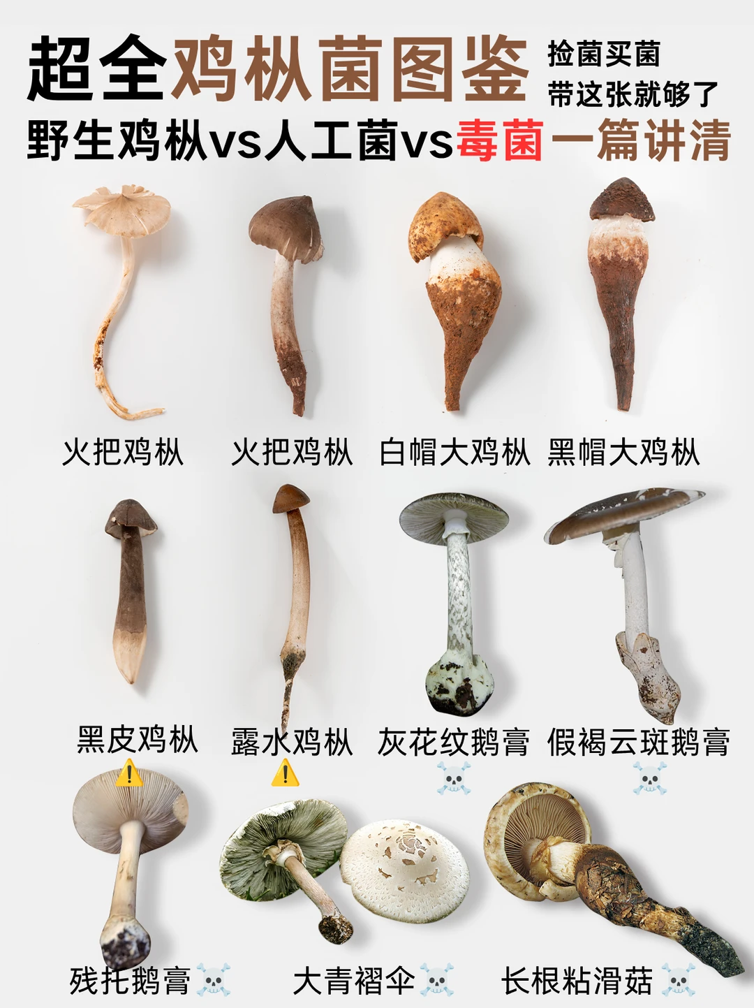 收藏这份鸡枞菌图鉴！捡菌带上它，避开毒菌