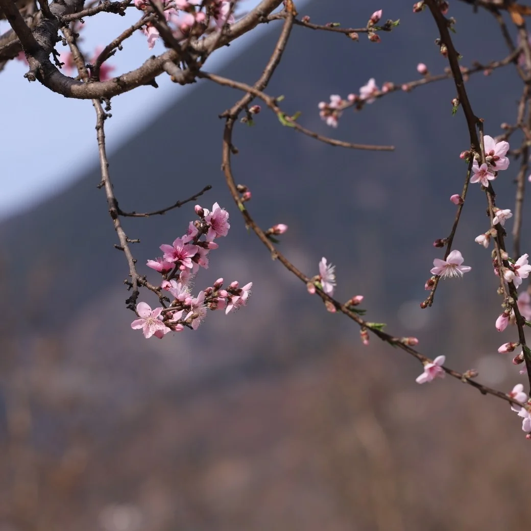 上次来甘孜州大概还是四年前了！再遇蜀山之王贡嘎！来到杵坭看了桃花之后，觉得不用跑