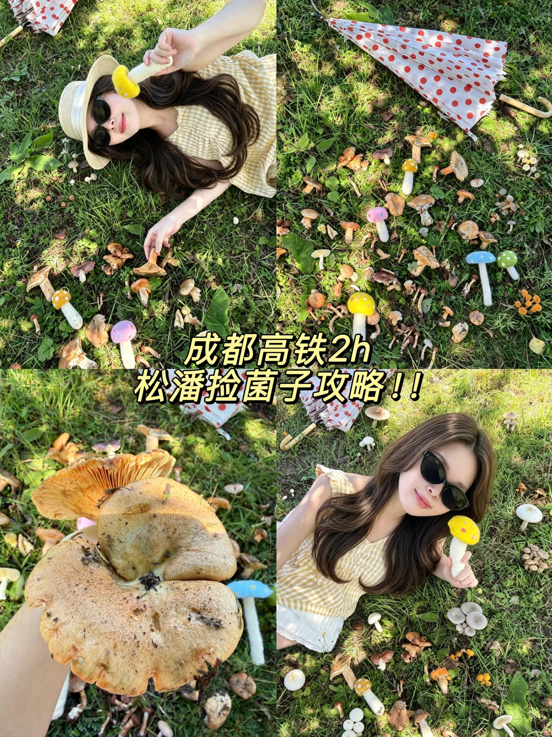 成都两小时直达 松潘捡菌子啦🍄