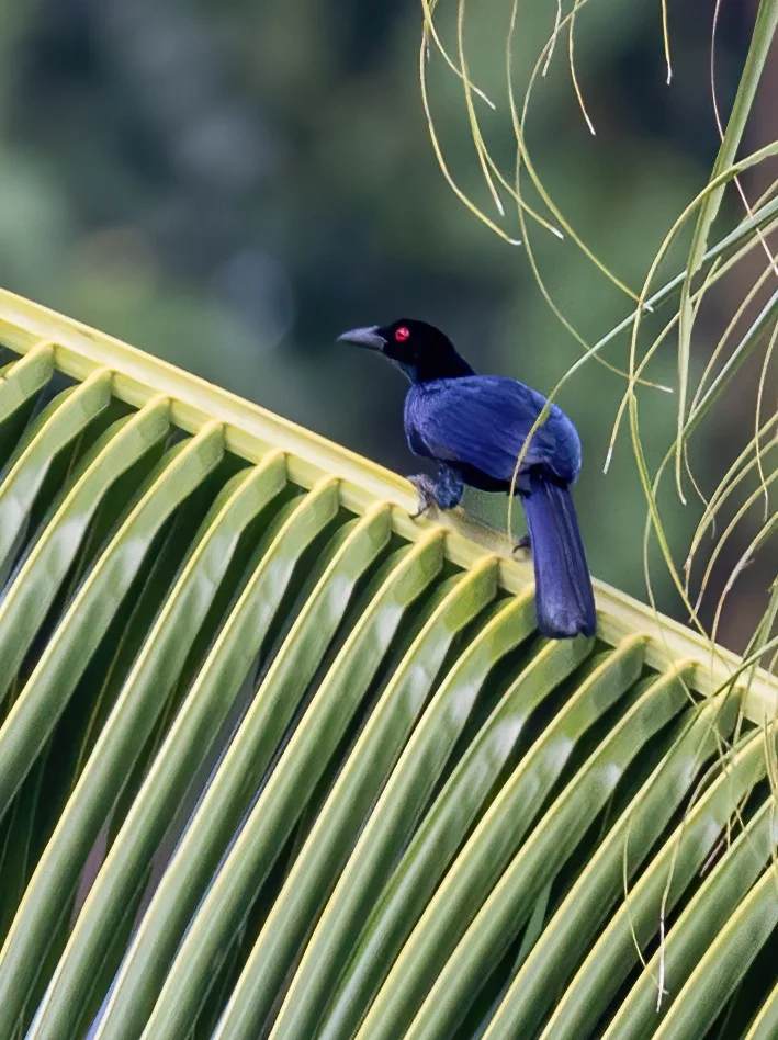 极乐鸟也不是所有的都是华丽的..