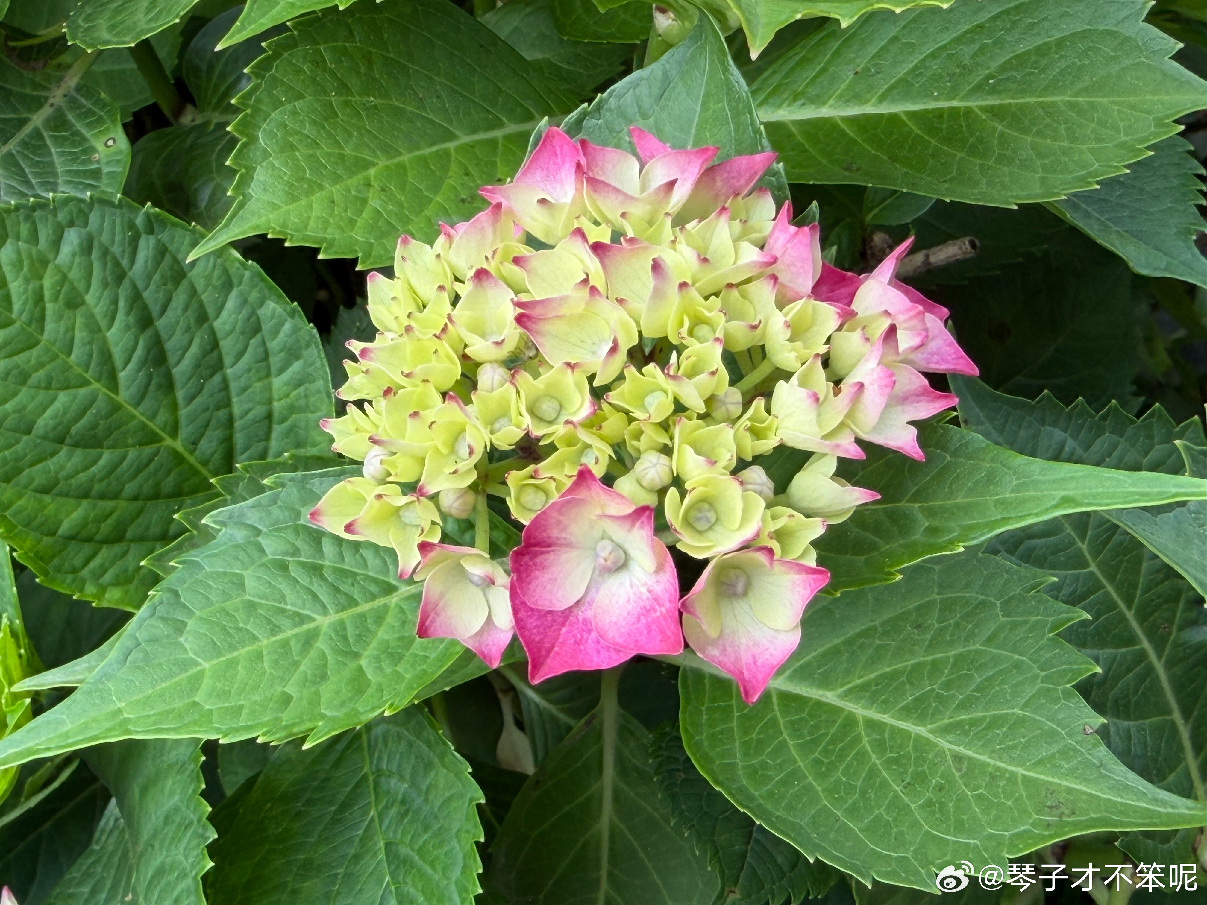 希望自己永远分得清“快乐”和“成熟”哪个更重要！  祝全世界的小朋友六...