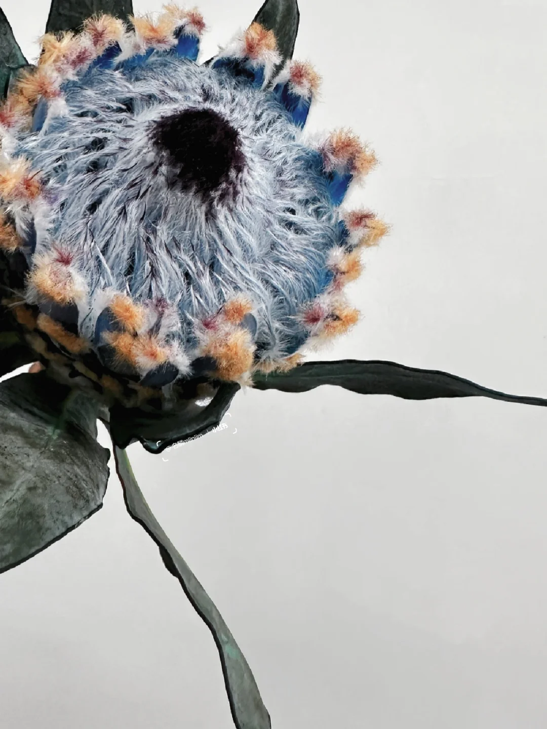 花材认识｜南非“冰雪皇后”🔹▫️🔹▫️无滤镜