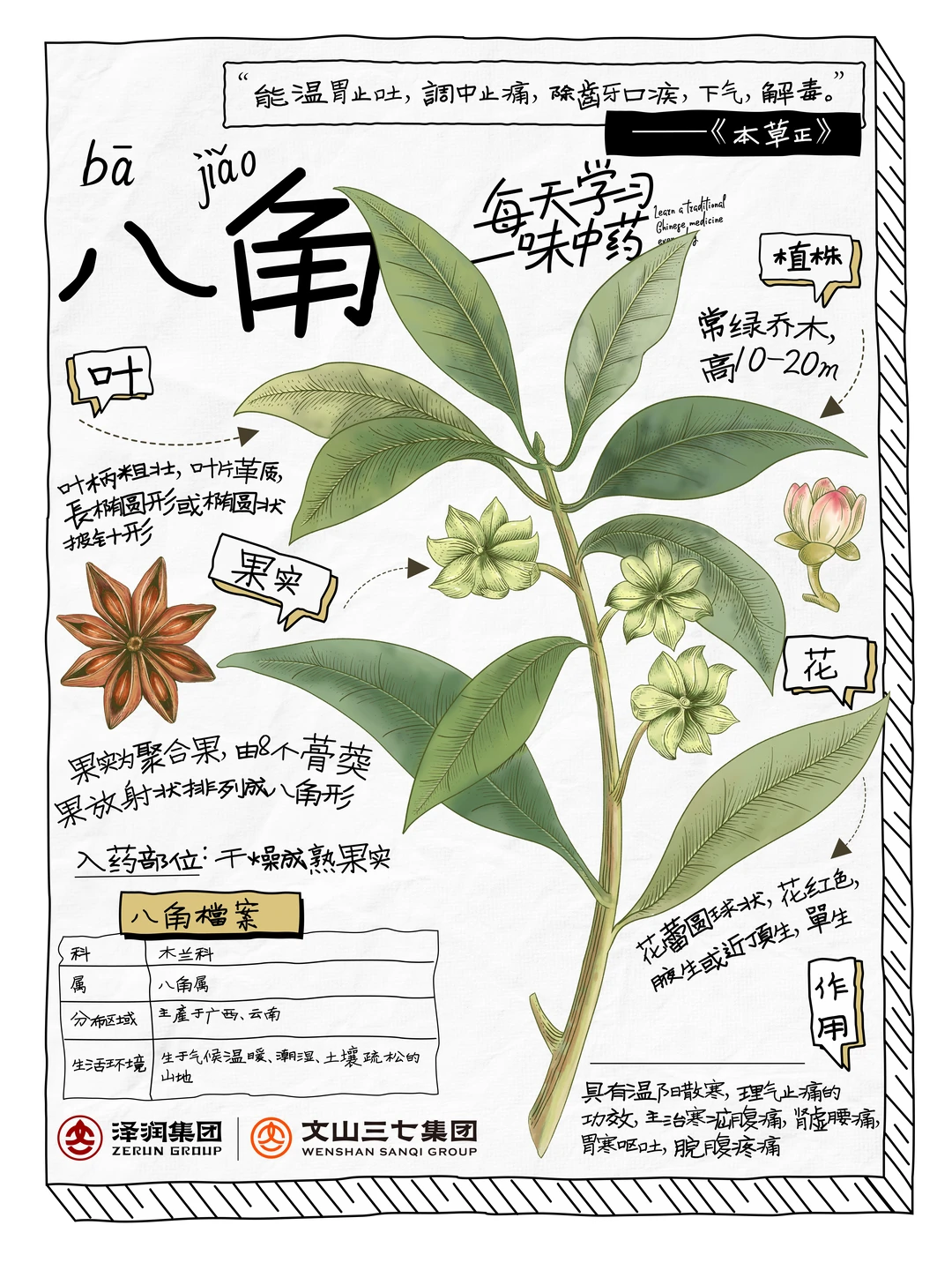 👉🏻每周学习一味中药材|八角