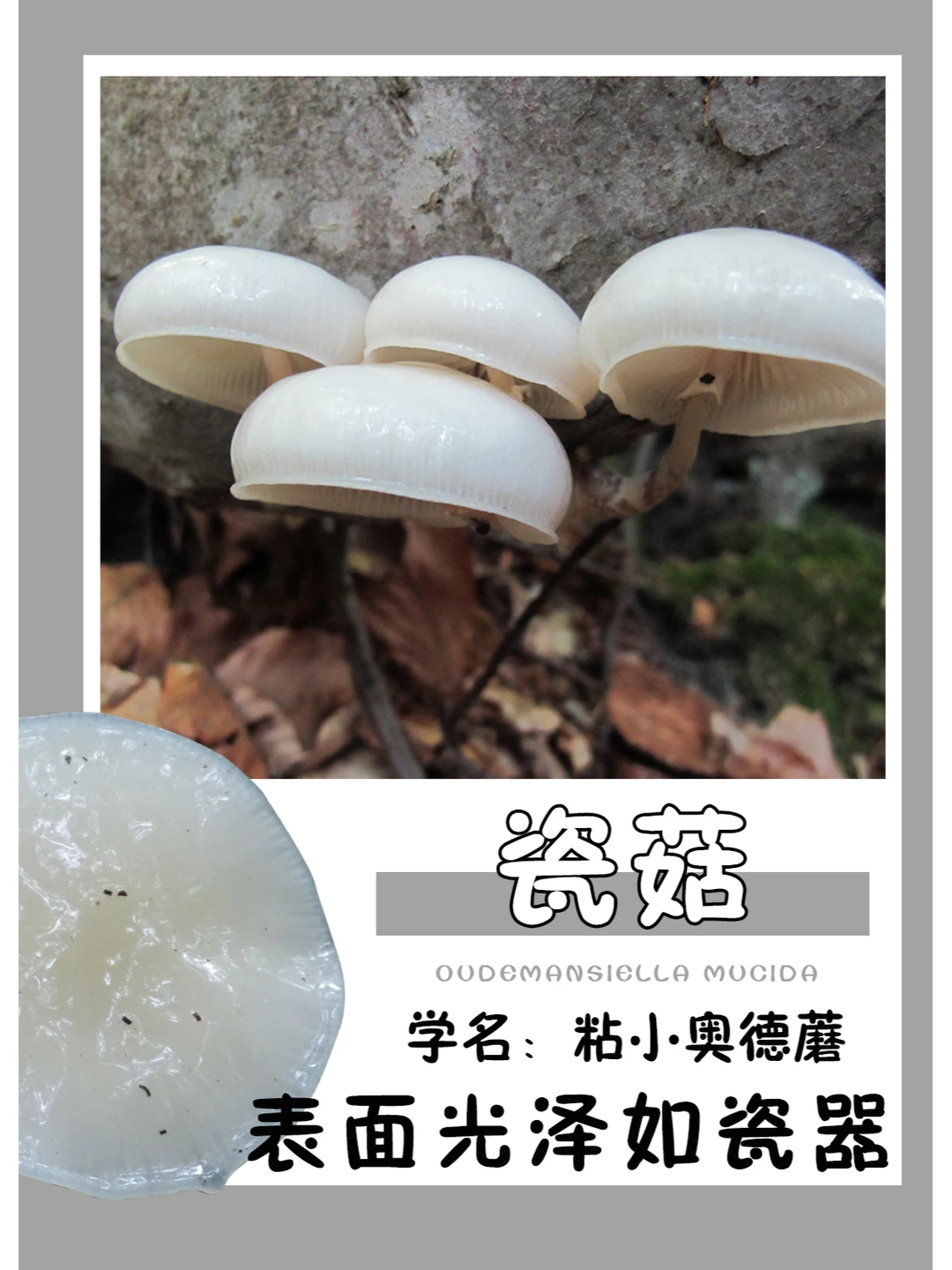 菌盖真的光泽如陶瓷~