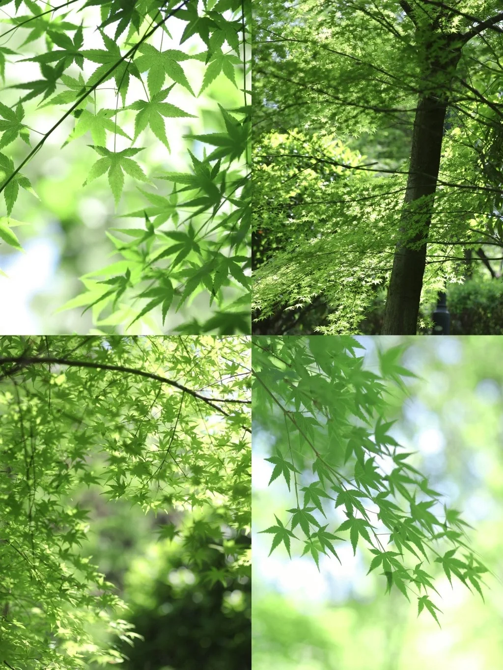 手机调色/低饱和治愈绿教程，有手就会❗️