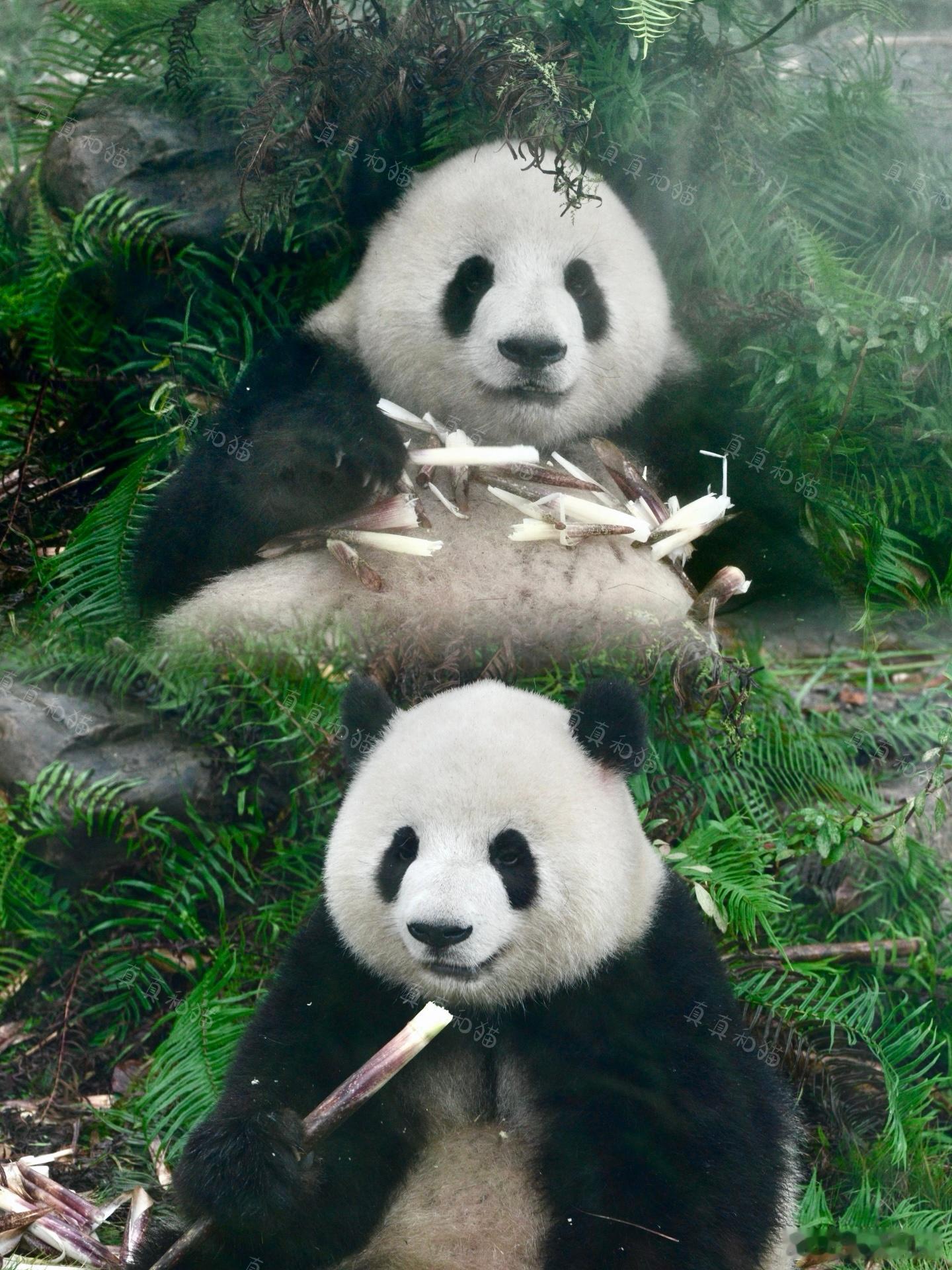 [超话] 有些小猪两岁三岁四岁都长一个样[吃瓜] ​​​
