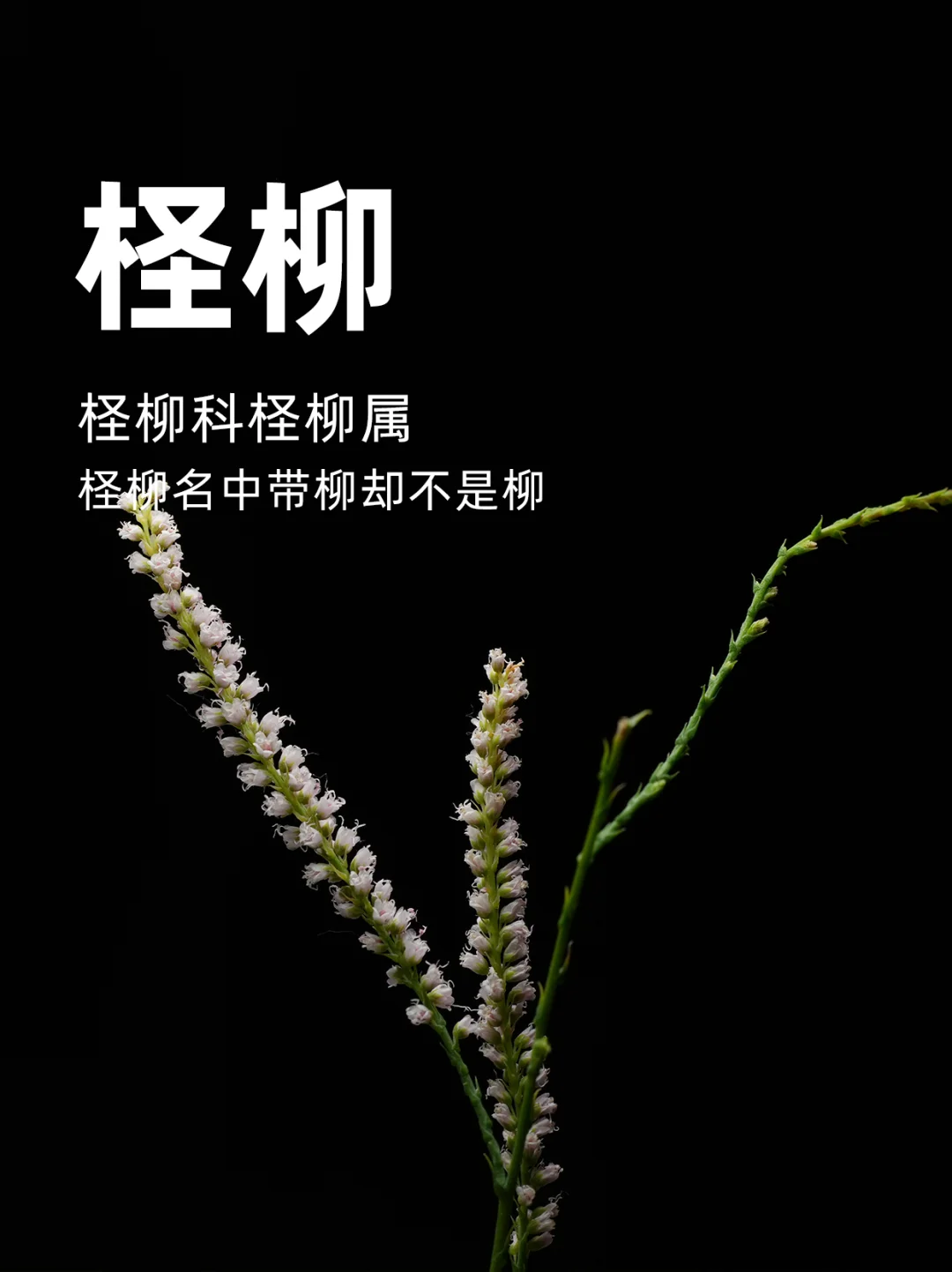 柽柳：名带“柳”字却非柳