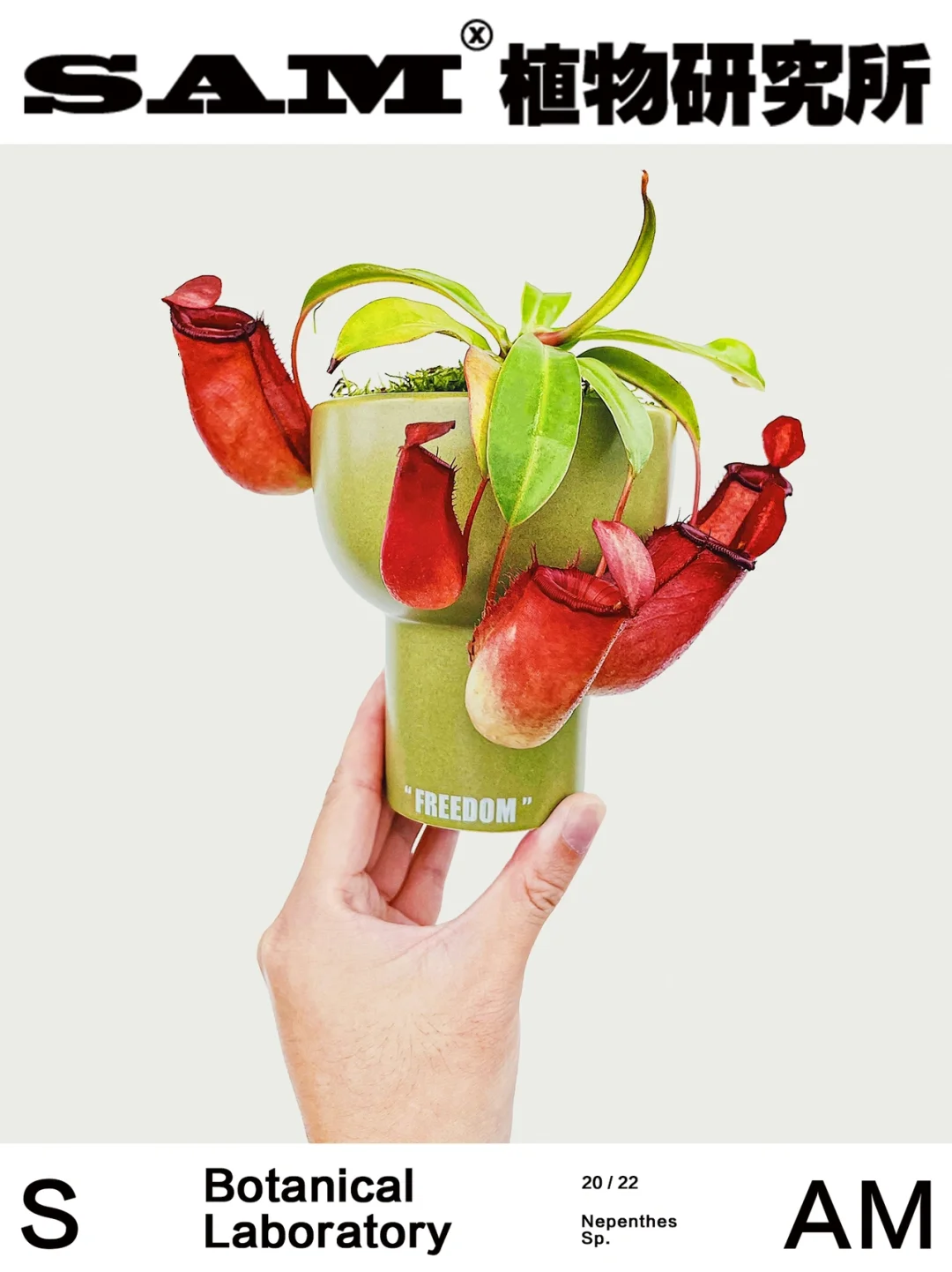 虫洞猎人｜Nepenthes Sp.