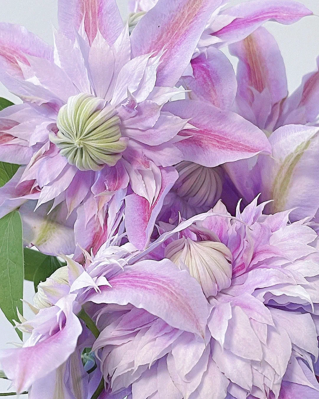 带你每天认识一种花材191｜铁线莲“约瑟芬”