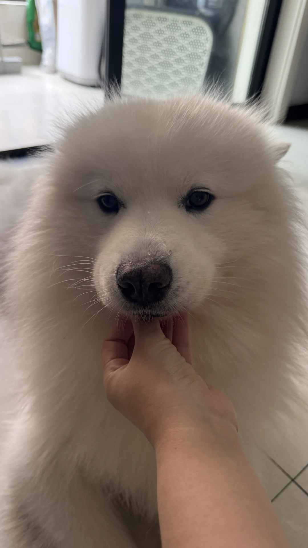 萨摩耶你就养吧