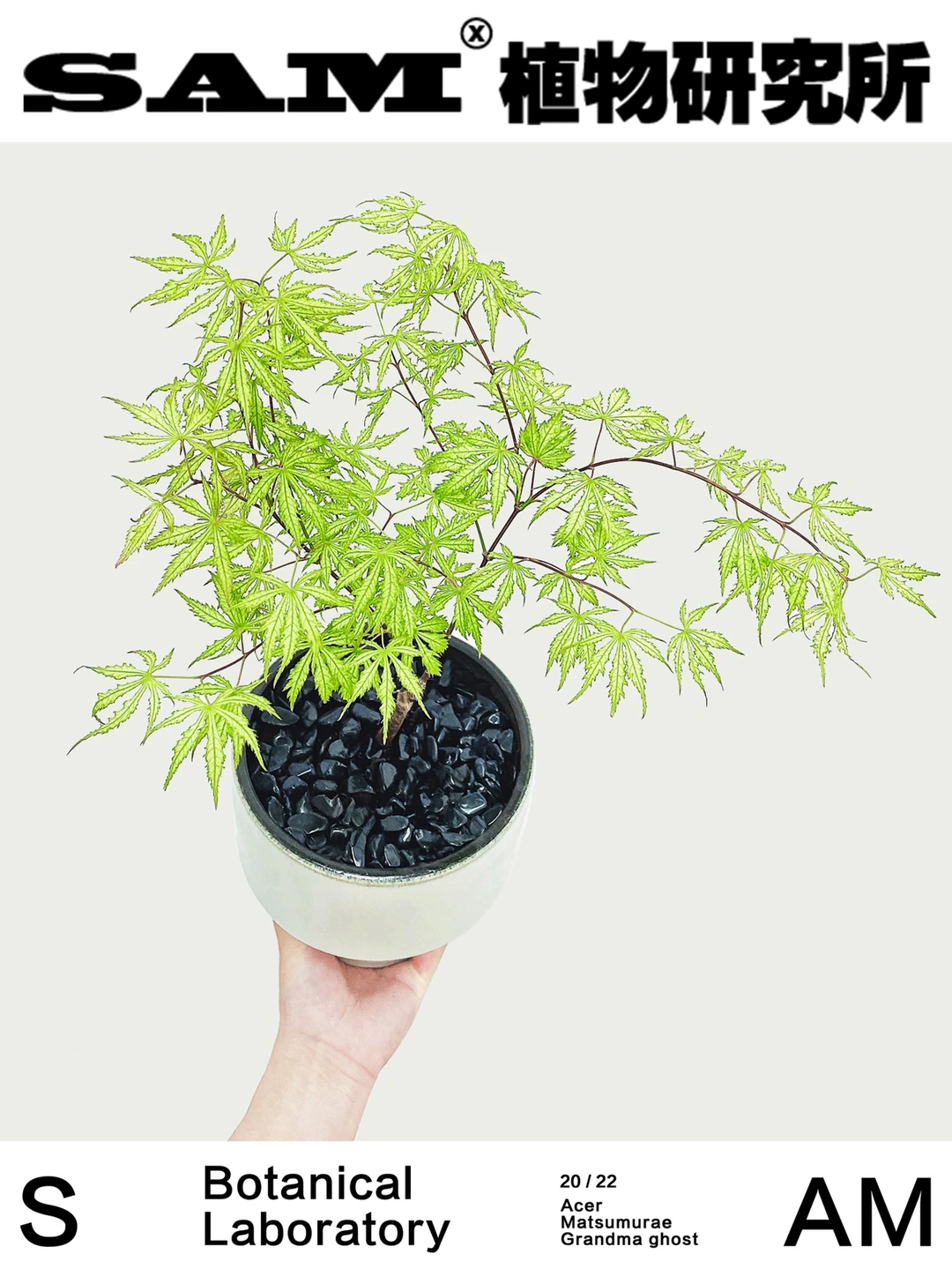 祖母精灵｜Acer Matsumurae Grandma Ghost