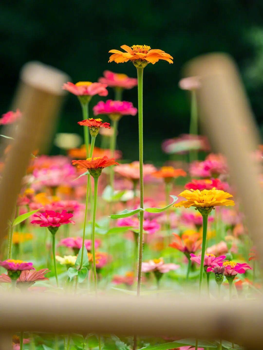 【㎡百日菊花海美成油画（广州日报新花城）