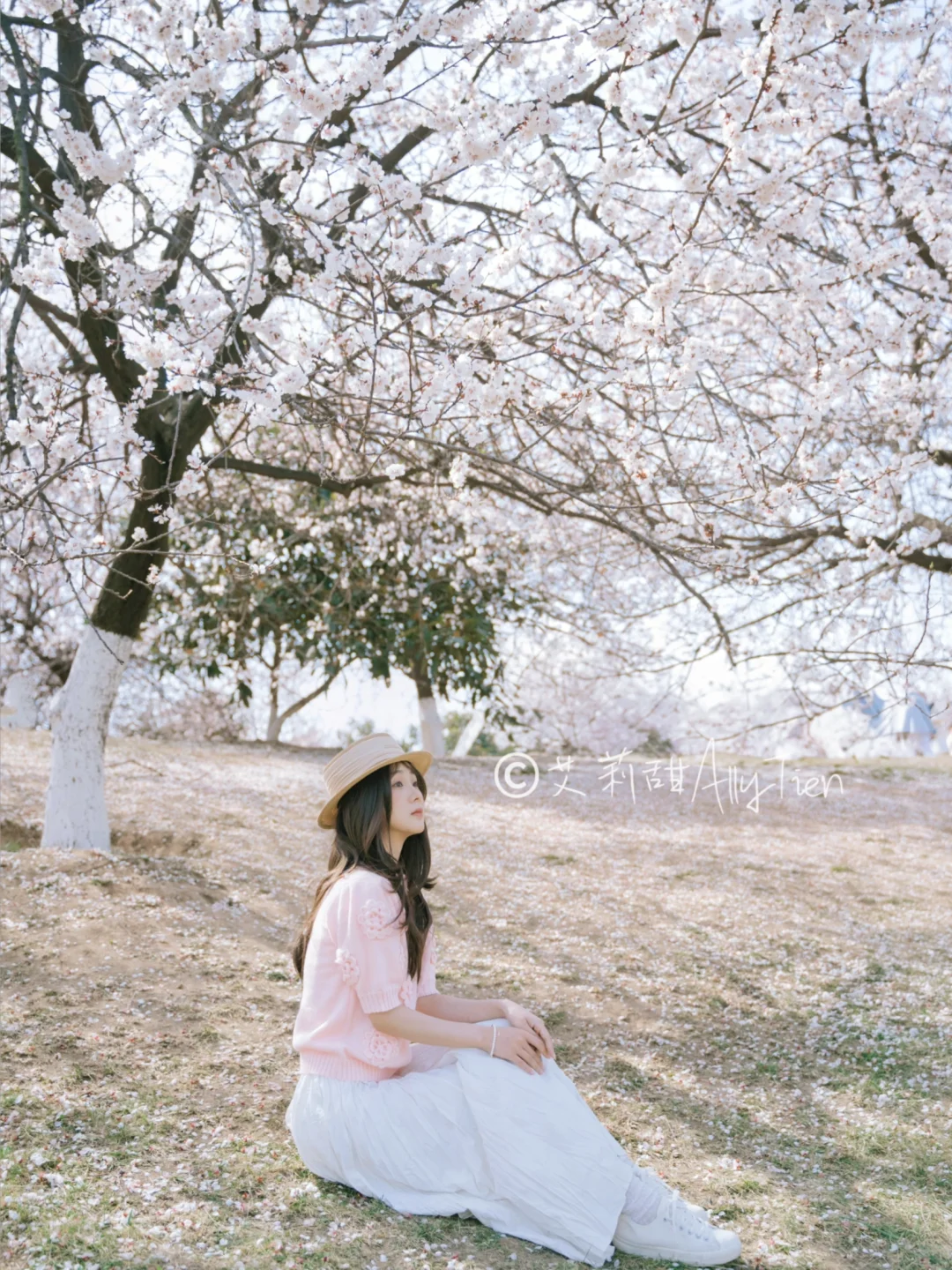 等一场杏花雨🌸大明宫杏花开放进度90%