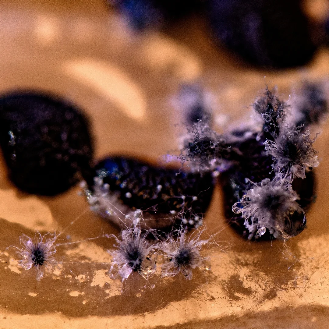 微距摄影 发霉的种子