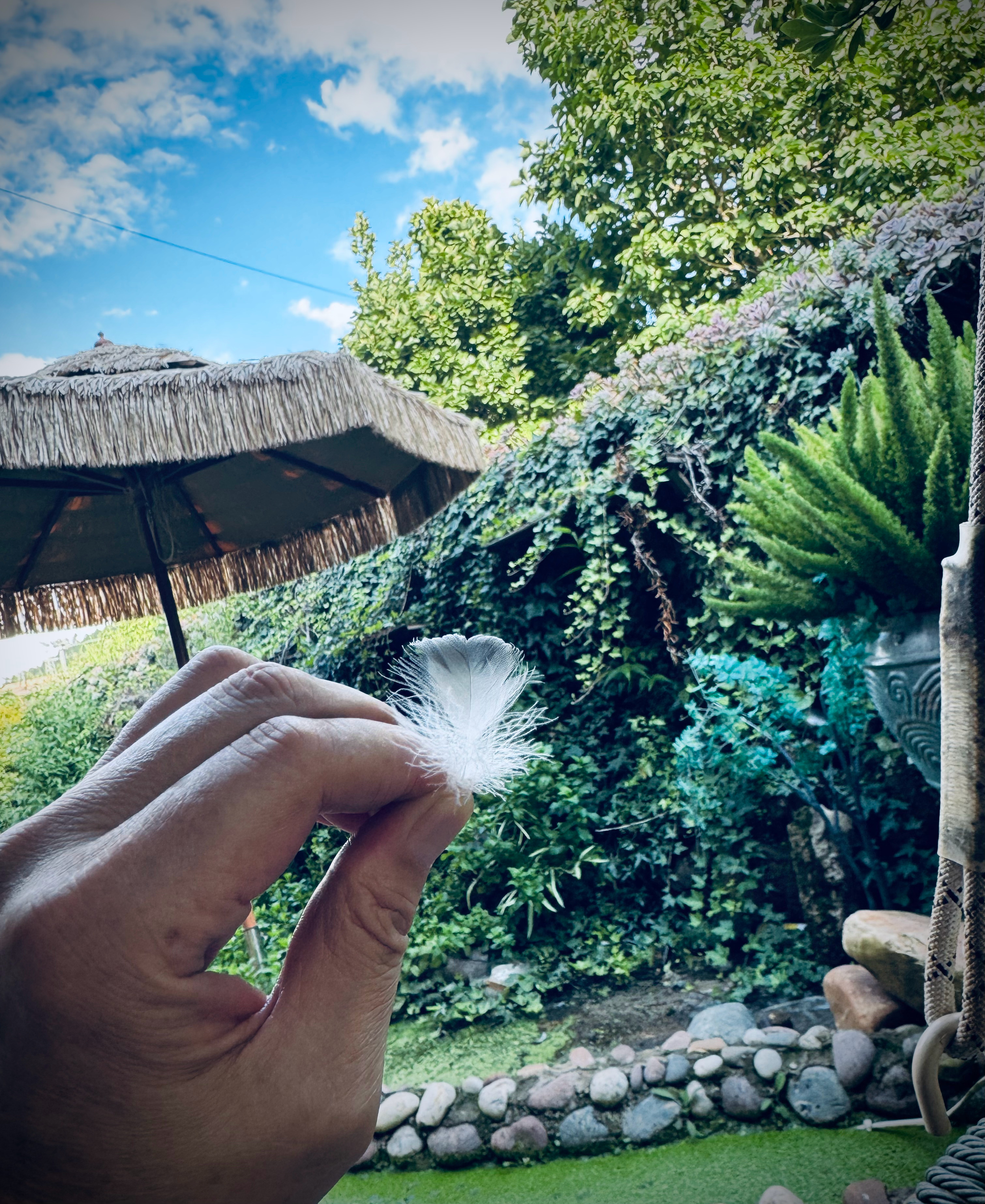 珞妮捡到一根黑天鹅脱落的羽毛。 阳光下，它弥漫着小小的梦幻。 ​​​