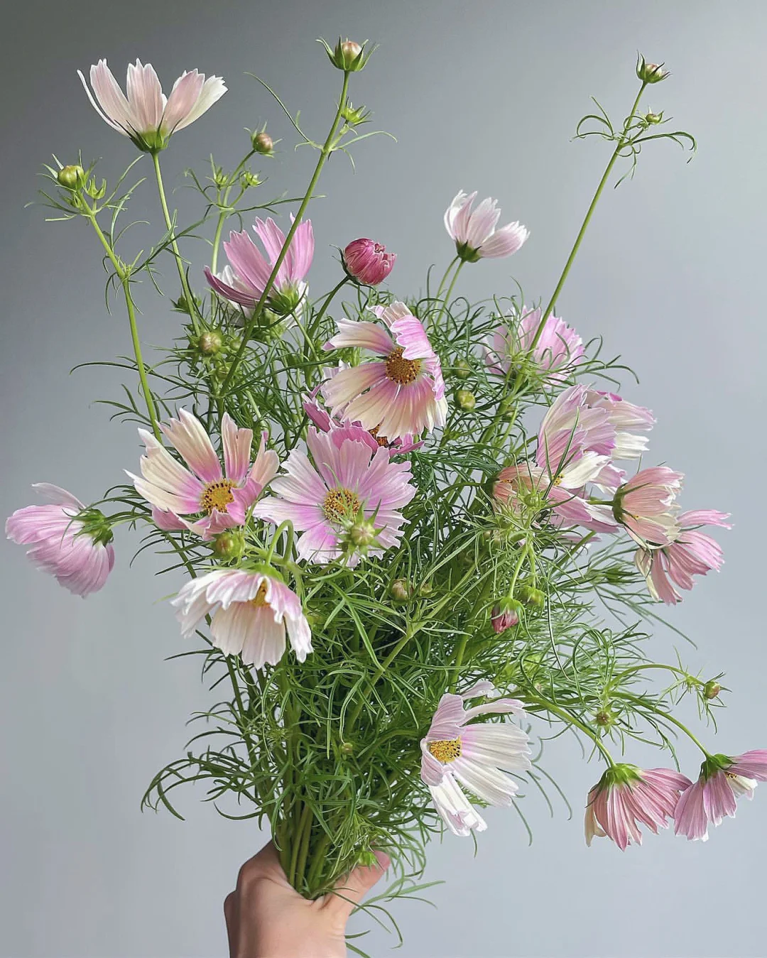 带你每天认识一种花材109｜格桑花