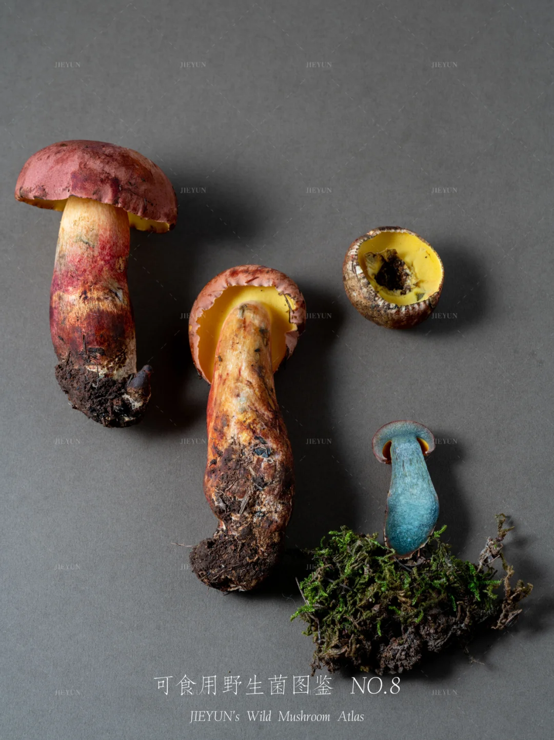 可食用野生菌图鉴NO.8 | 见手青（红葱）