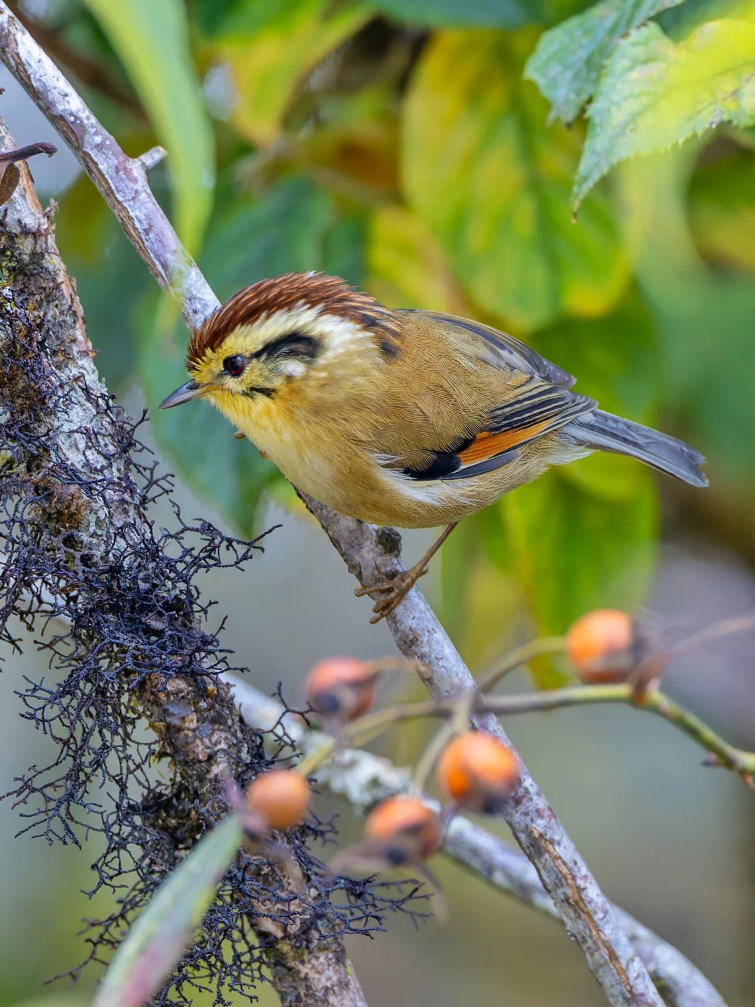 偶遇栗头雀鹛爆框爽拍！
