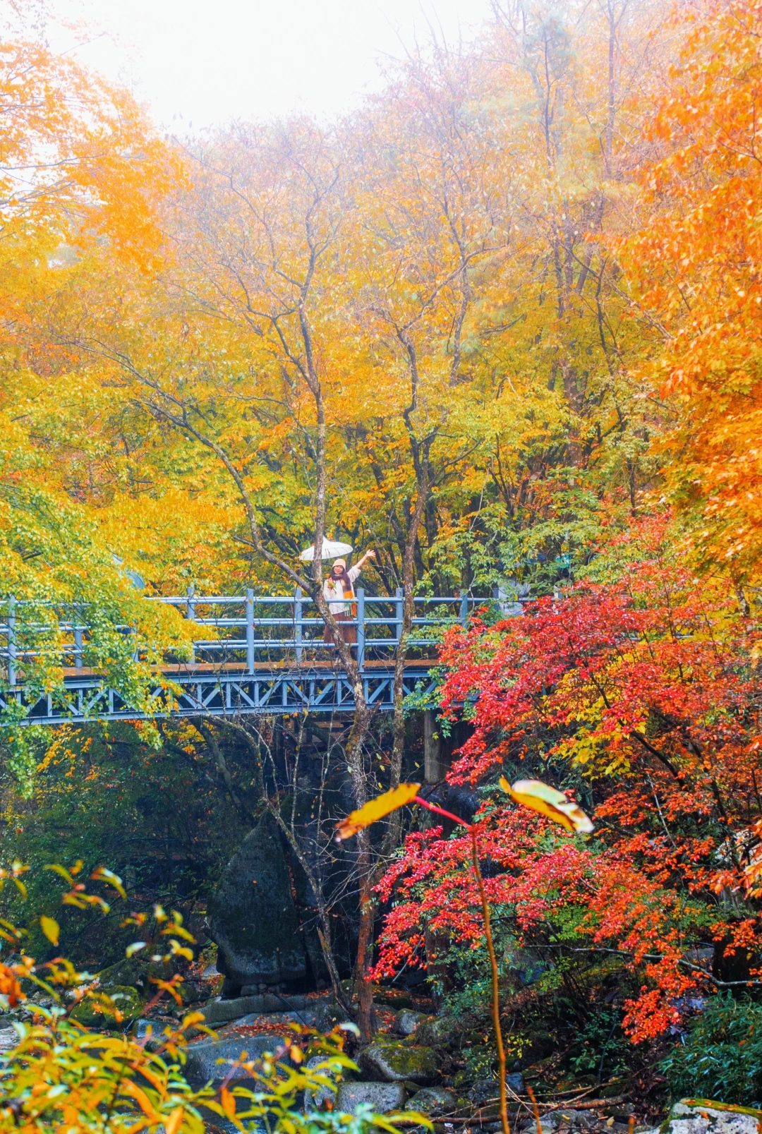 川渝出发🚗周末2日游🍂比京都更盛大的秋天