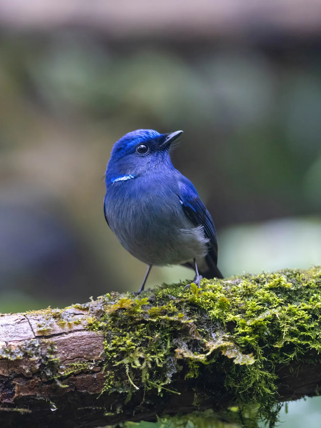 雨中又偶遇了小小仙鹟