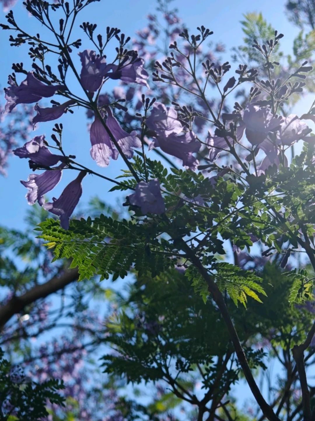 ❌好美的春天
