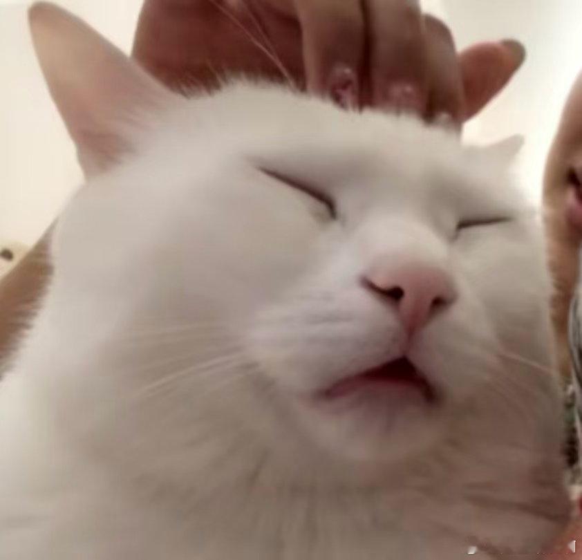 #法拉利是只猫# 怎么说呢，我觉得法拉利是一只表情和表现力都很丰富的猫，适合当演员 ​