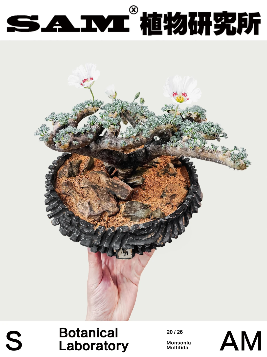 黑皮月界｜Monsonia Multifidum