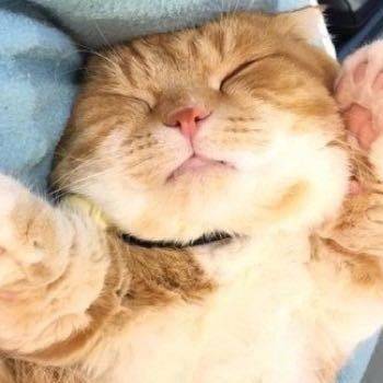 猴头菇聊数码