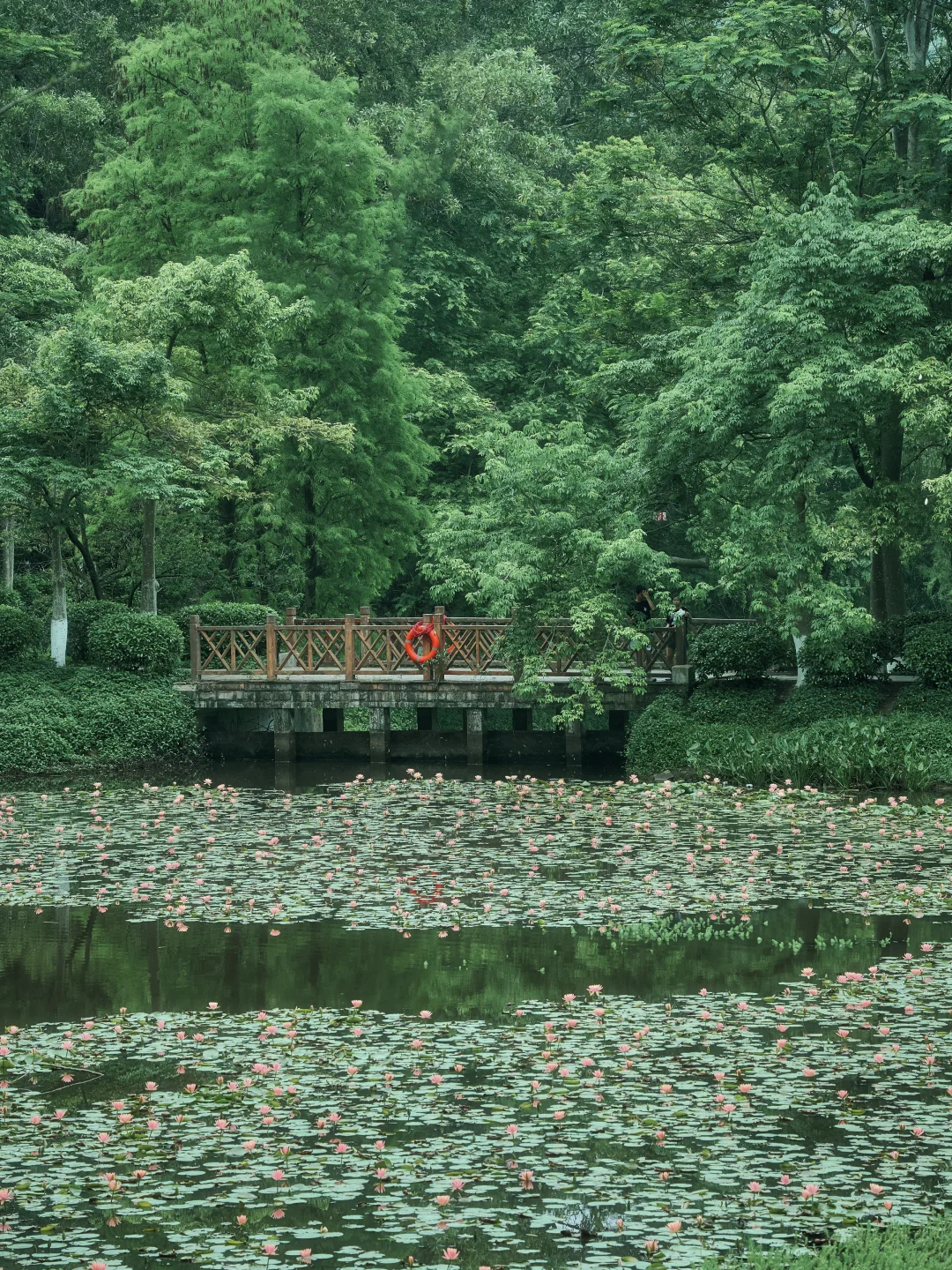 广州初夏的睡莲🪷就是一幅巨大的莫奈油画～