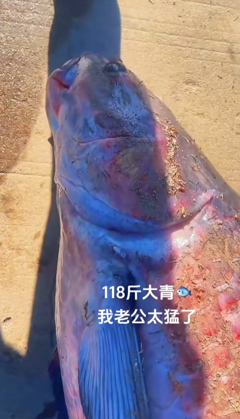 “简直是运气爆棚！”9月15日，吉林松原一位钓鱼爱好者在水库边蹲守了整整三天，本