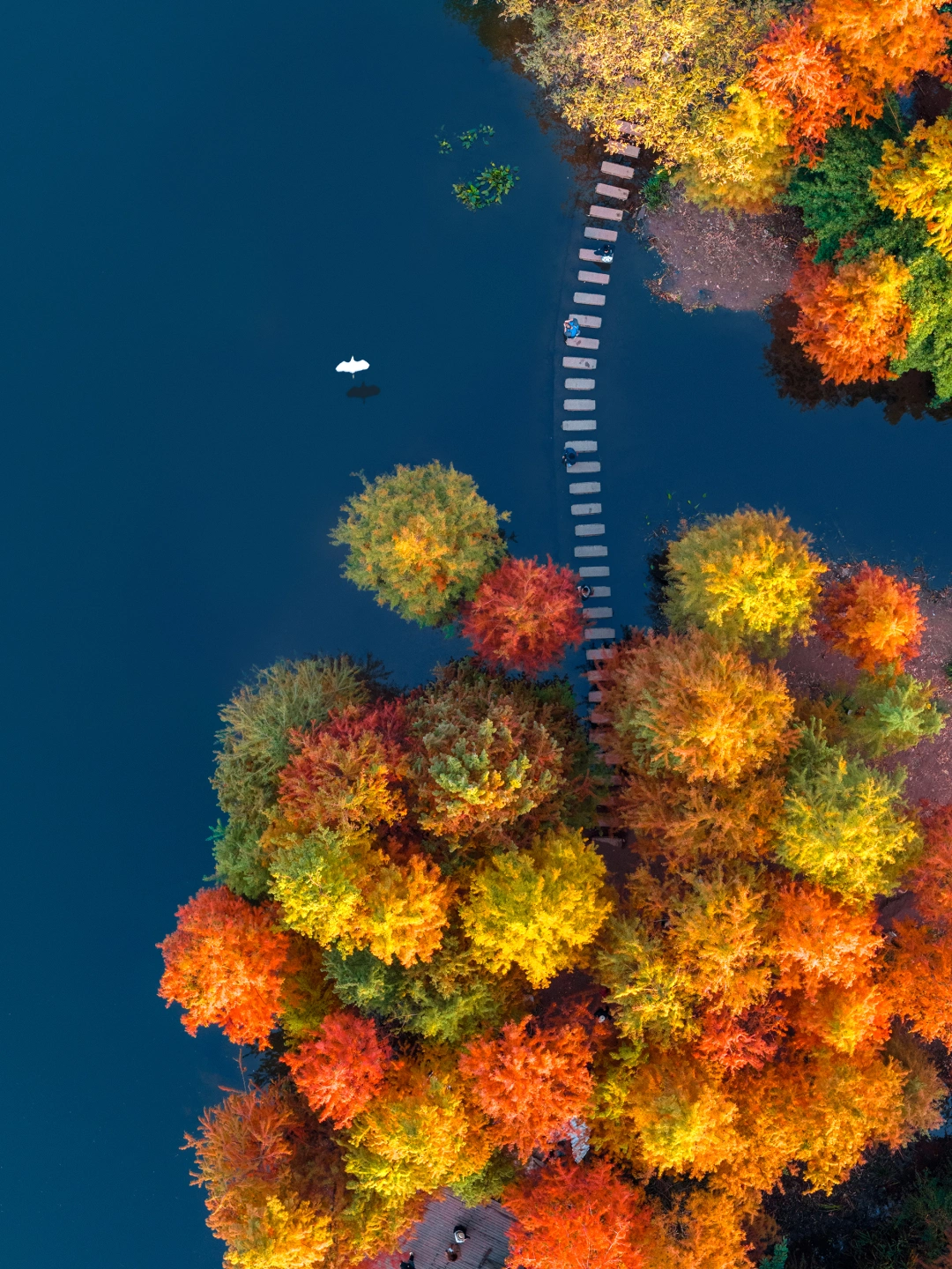 你敢信这是重庆的秋天