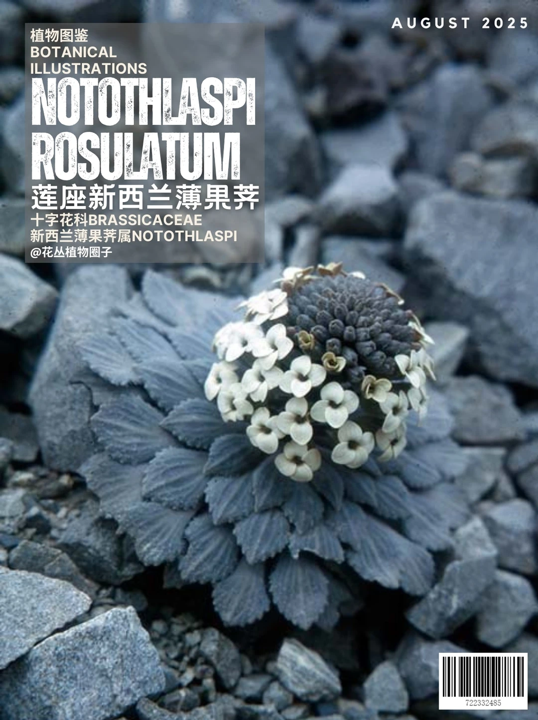 莲座新西兰薄果荠Notothlaspi rosulatum