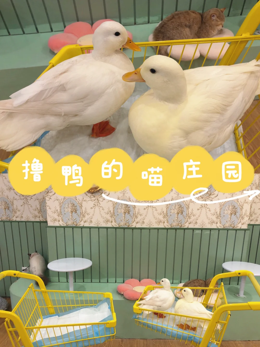 武汉遛娃第2️⃣2️⃣站—马卡龙色的法式庄园