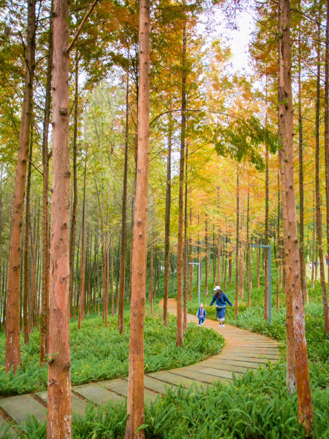 重庆水杉红了～这主城森林🌲不允许你不知道