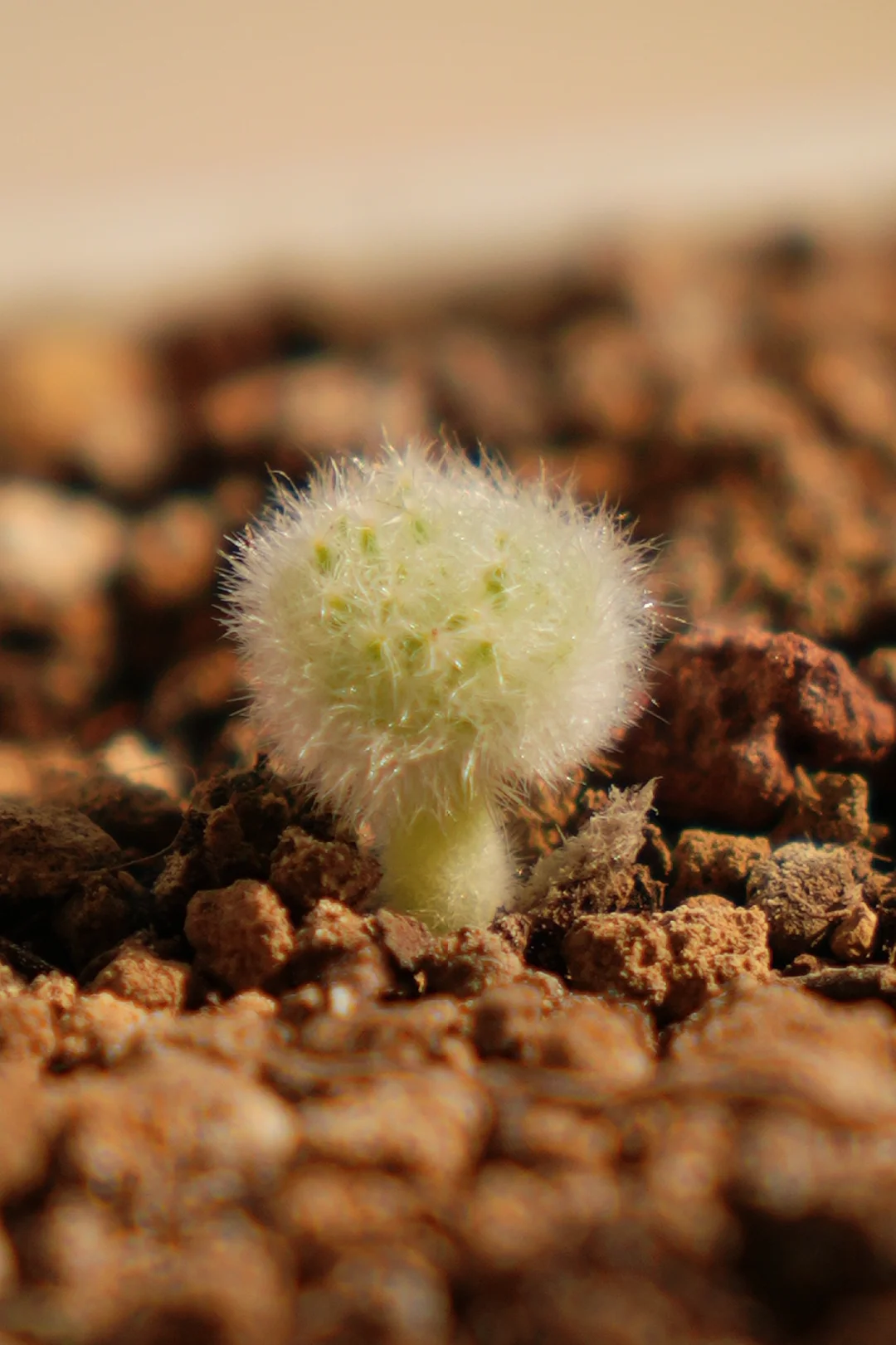 太可爱了！毛绒球一样的萌萌植物！