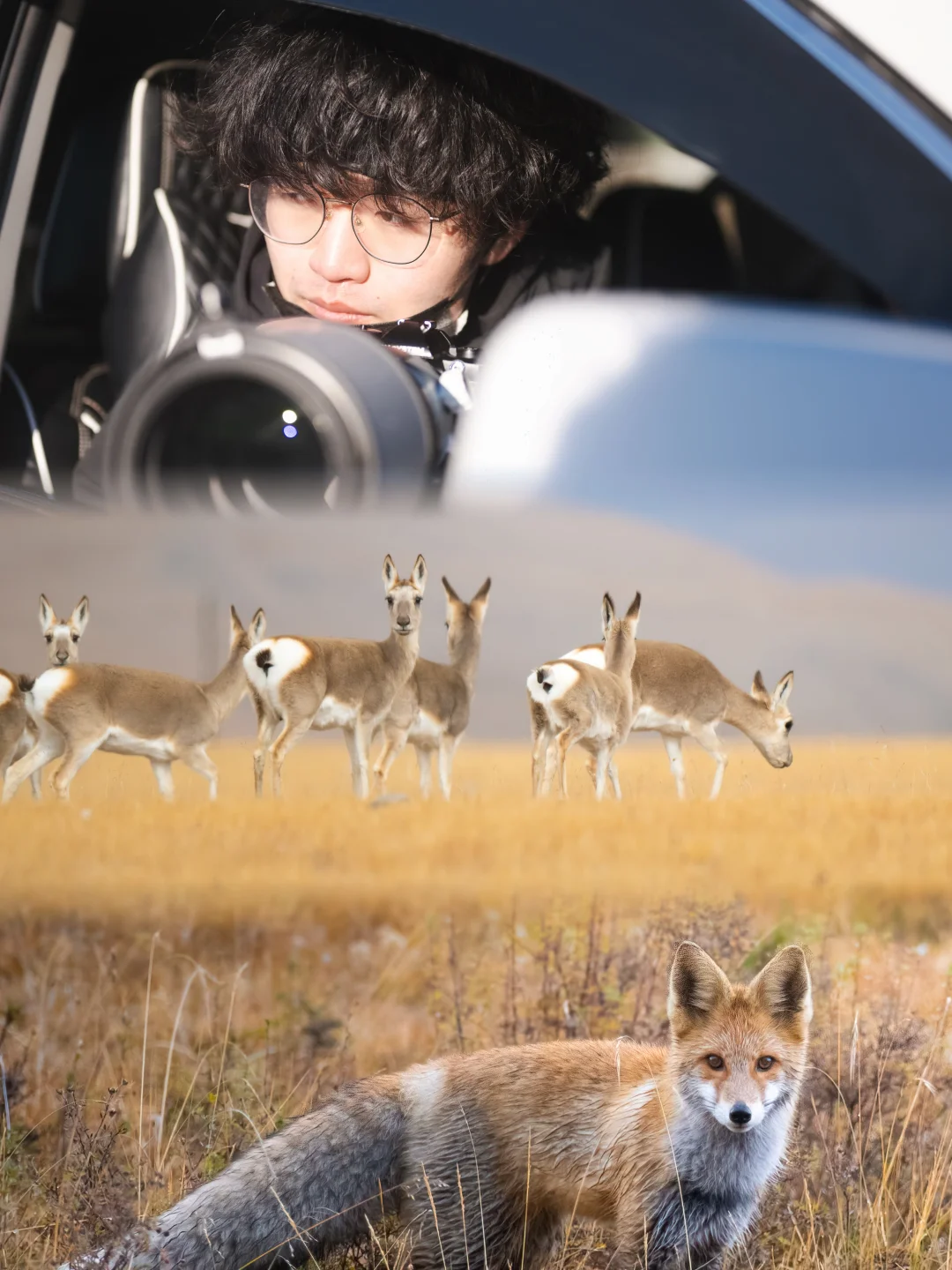 更适合中国宝宝体质的祁连山safari