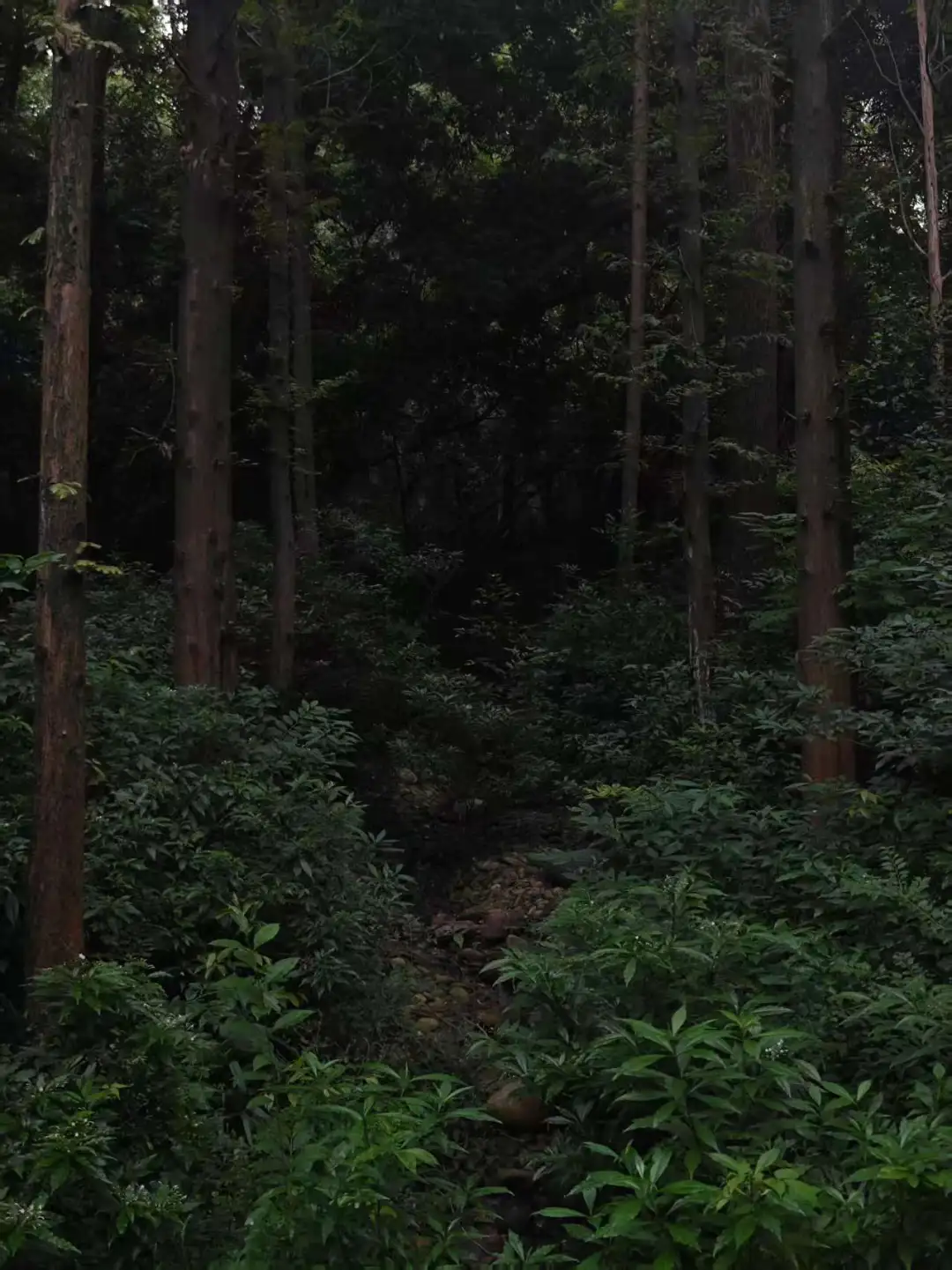 感觉下一秒会有什么窜出来...